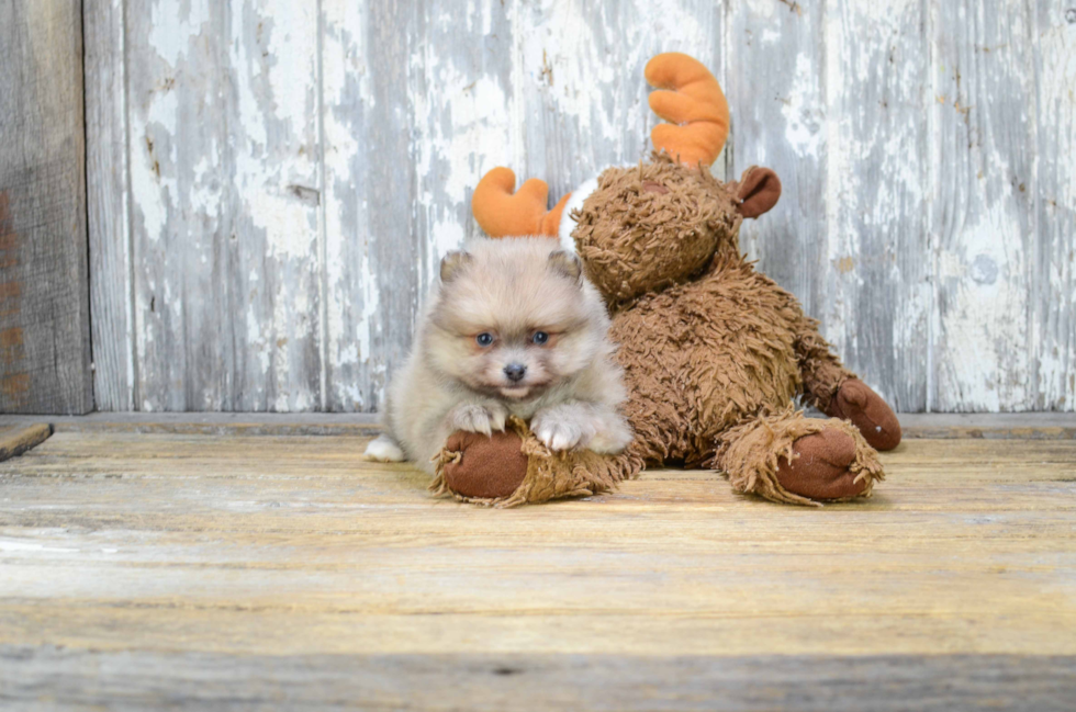 Small Pomeranian Purebred Pup