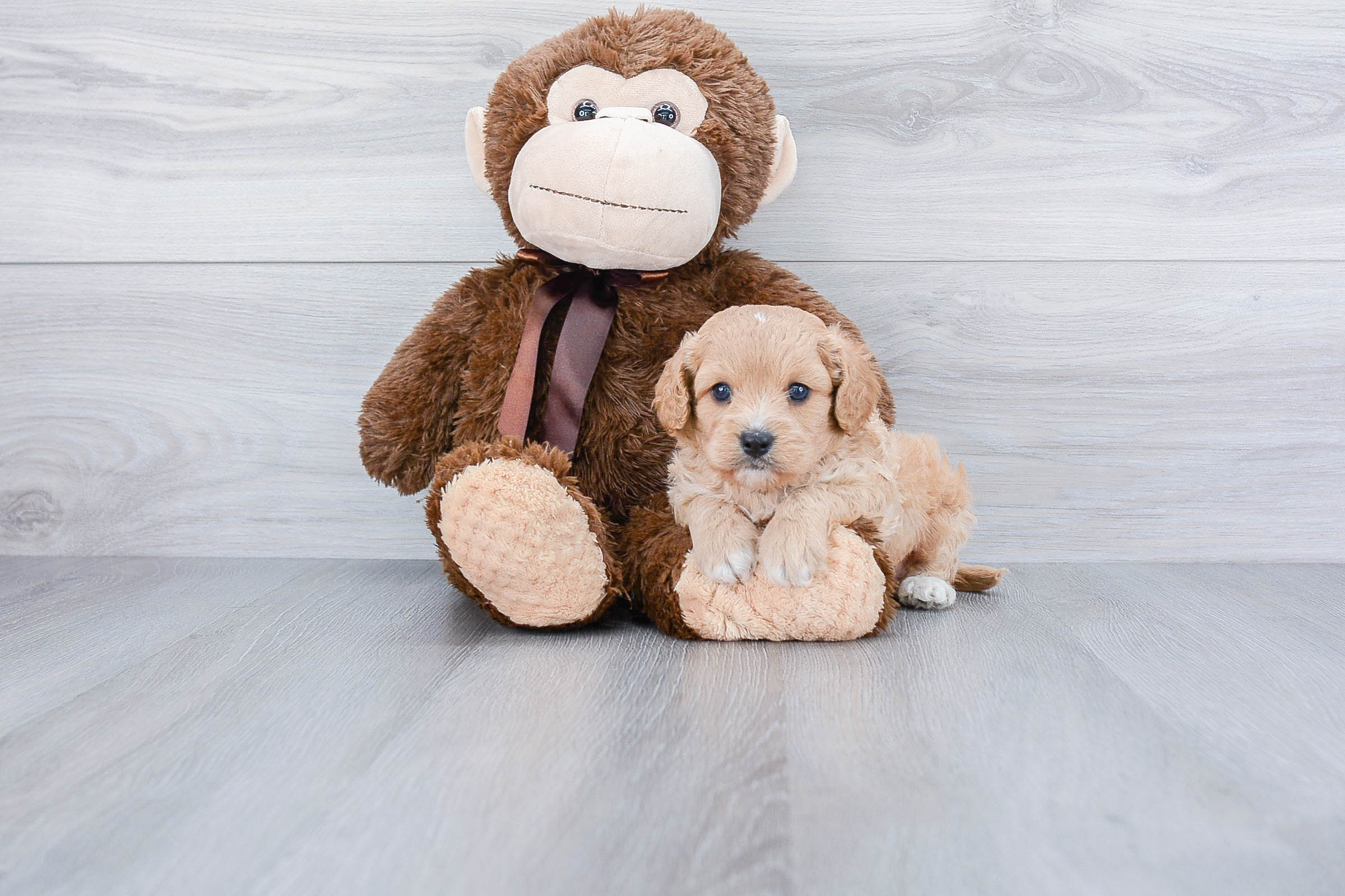 Small Cavapoo Baby