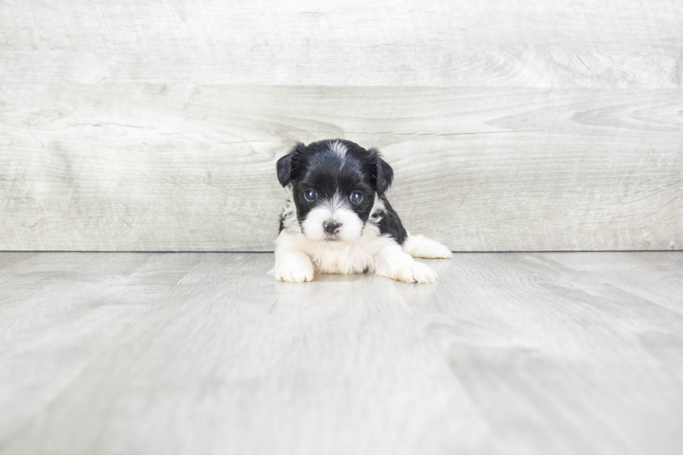 Morkie Puppy for Adoption