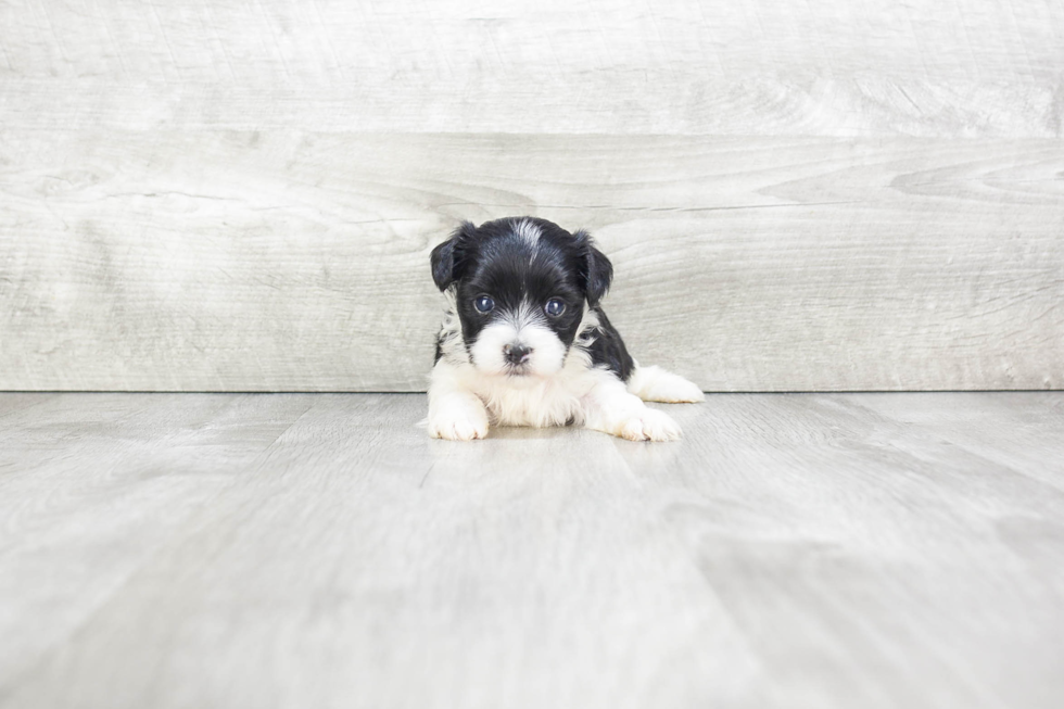 Morkie Puppy for Adoption