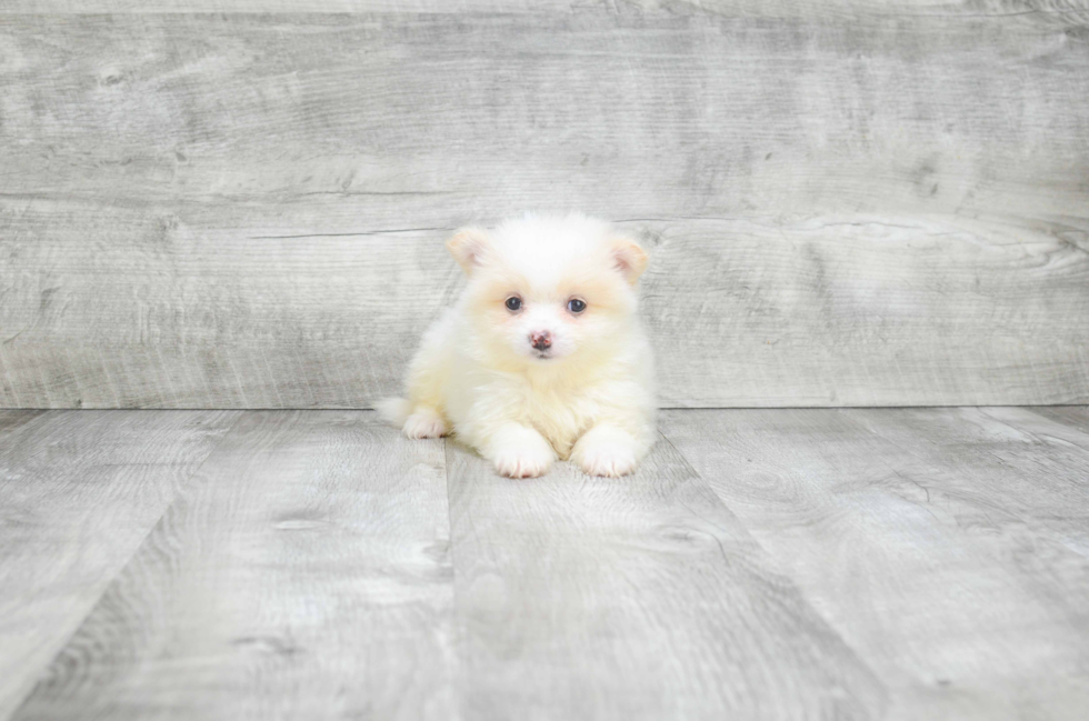 Best Pomeranian Baby