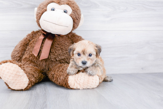 Smart Morkie Designer Pup