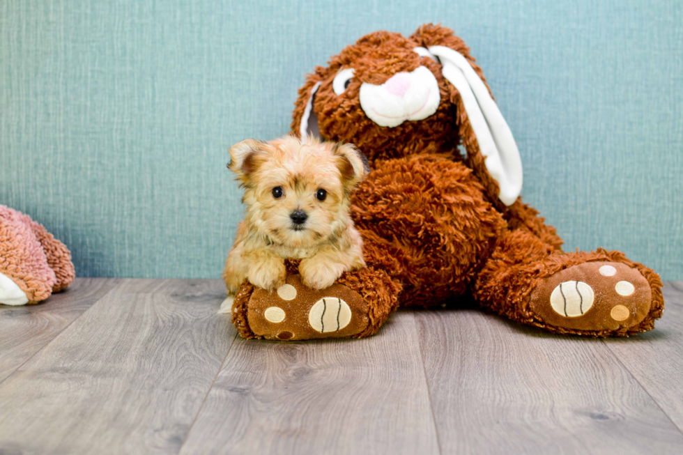 Happy Morkie Baby