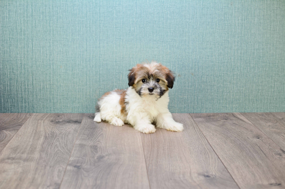 Havanese Pup Being Cute