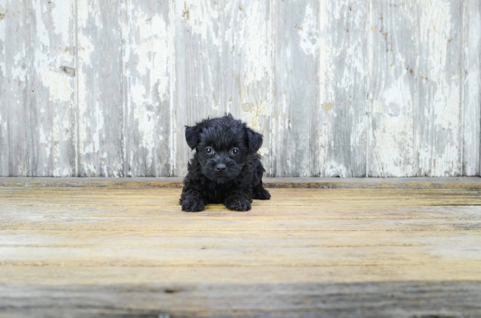 Best Yorkie Poo Baby