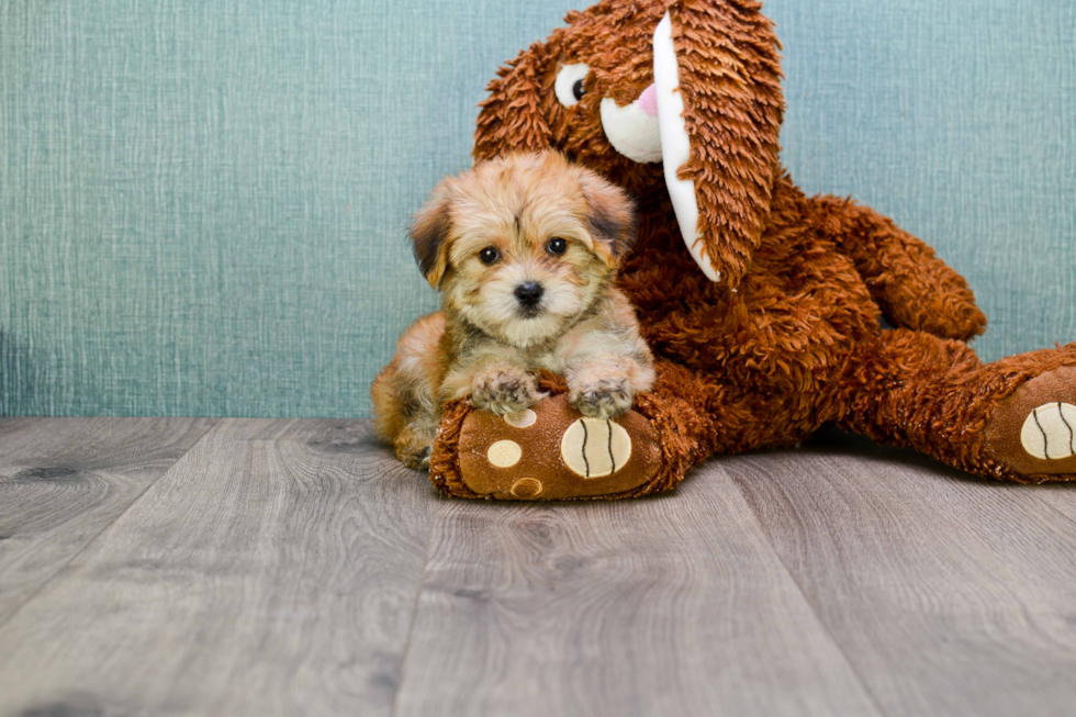 Energetic Yorkie Designer Puppy