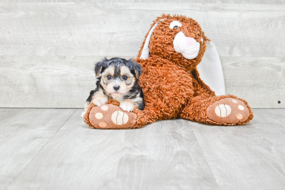 Morkie Puppy for Adoption