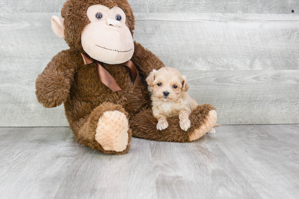 Small Maltipoo Baby