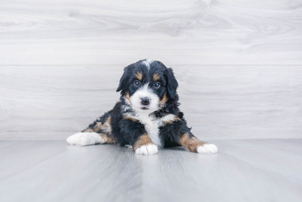 Friendly Mini Bernedoodle Baby