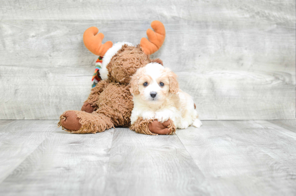 Cavachon Puppy for Adoption