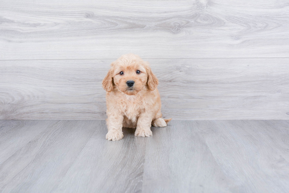 Cute Mini Goldendoodle Baby