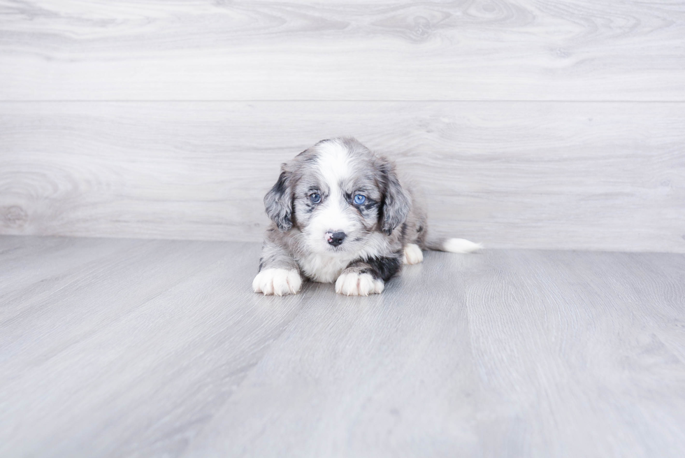Best Mini Bernedoodle Baby
