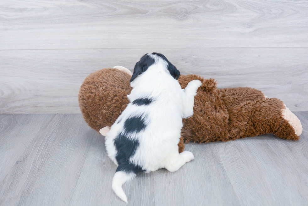 Friendly Mini Bernedoodle Baby