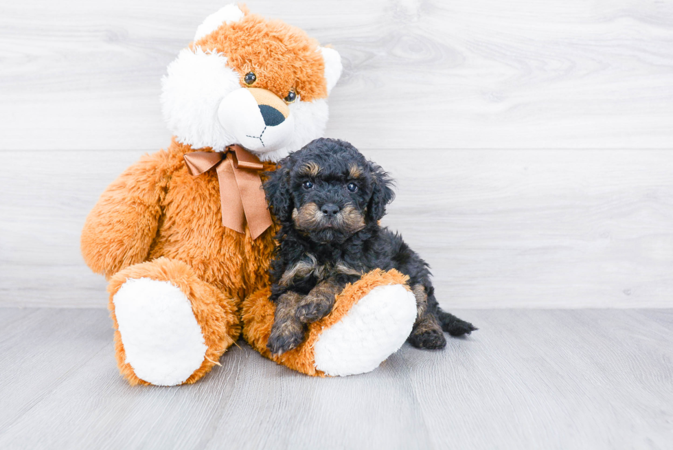 Little Bernadoodle Poodle Mix Puppy