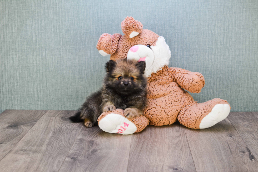 Akc Registered Pomeranian Baby