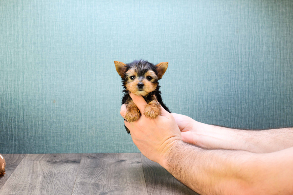 Meet Beckham - our Yorkshire Terrier Puppy Photo 