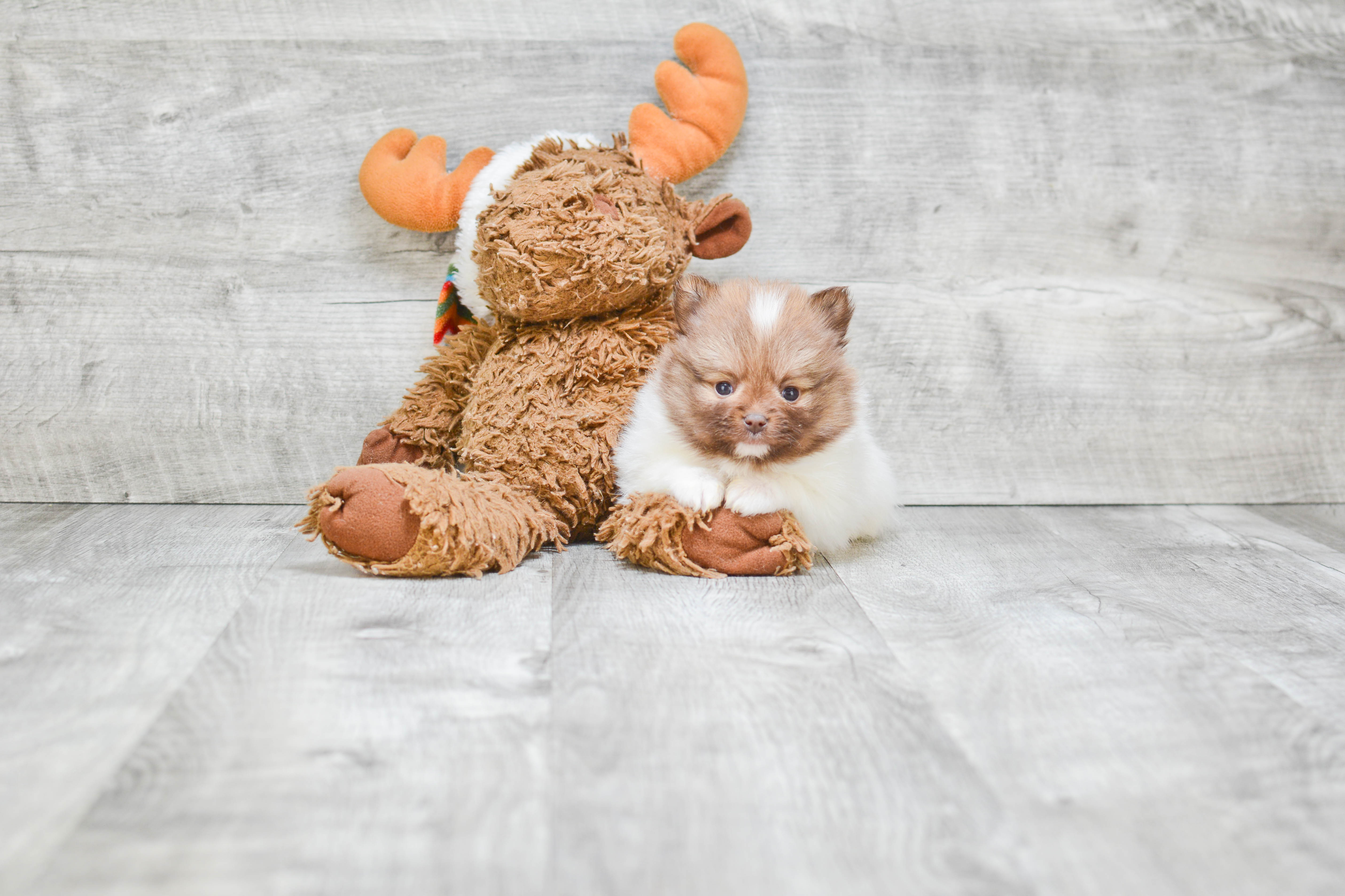 Cute Pomeranian Purebred Puppy