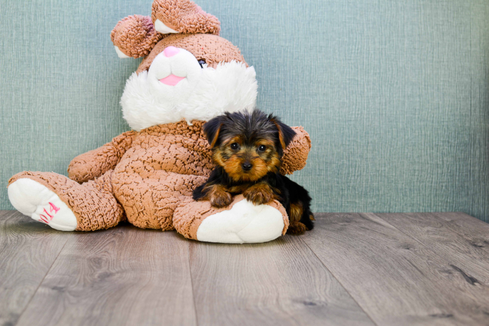 Meet Twinkle - our Yorkshire Terrier Puppy Photo 