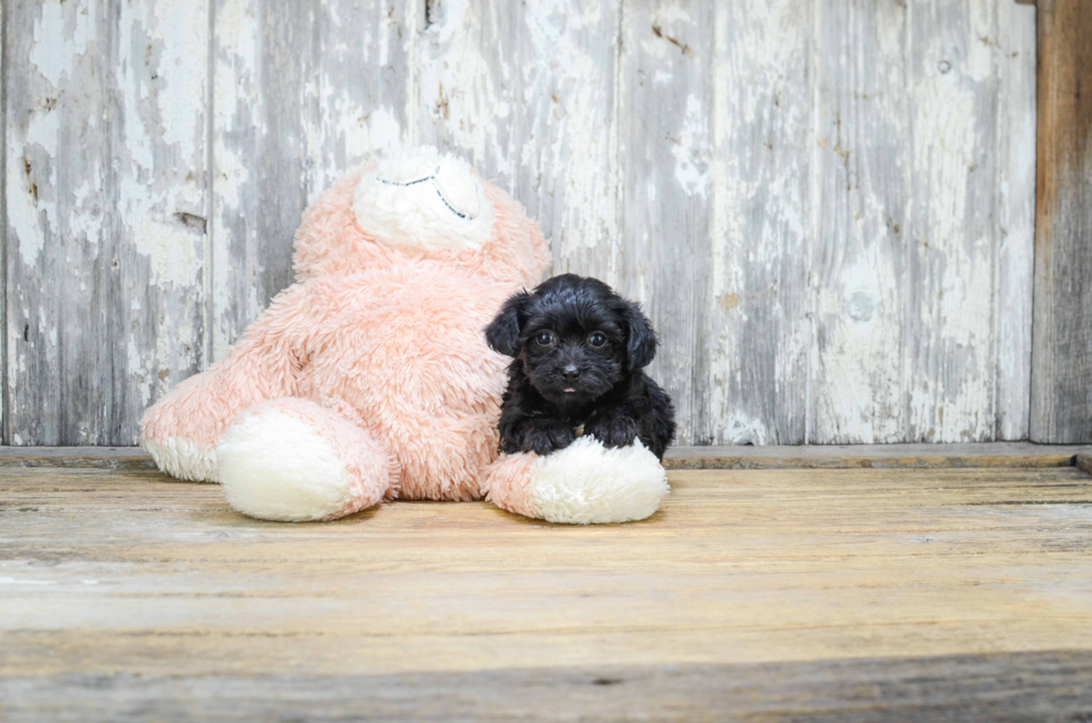 Morkie Pup Being Cute
