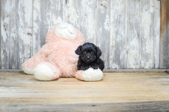 Morkie Pup Being Cute