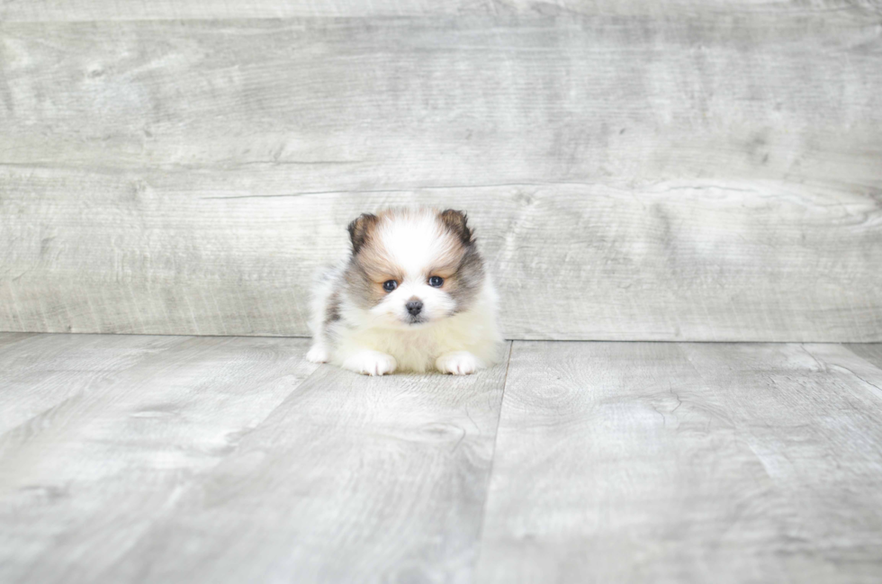 Hypoallergenic Pomeranian Baby
