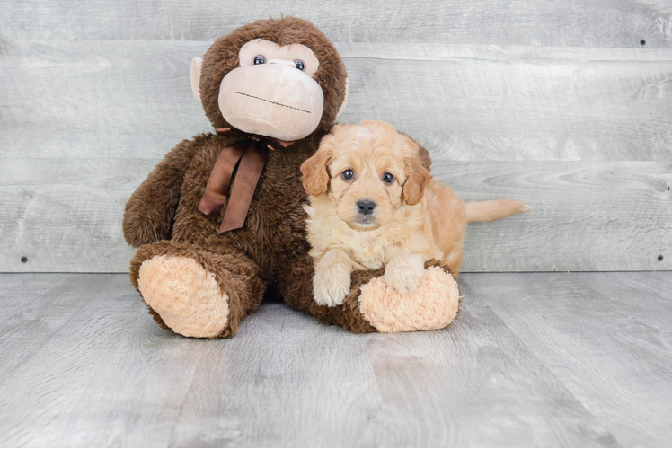 Best Mini Goldendoodle Baby
