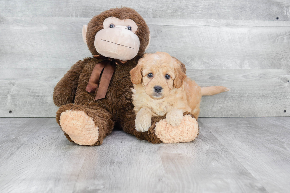 Best Mini Goldendoodle Baby