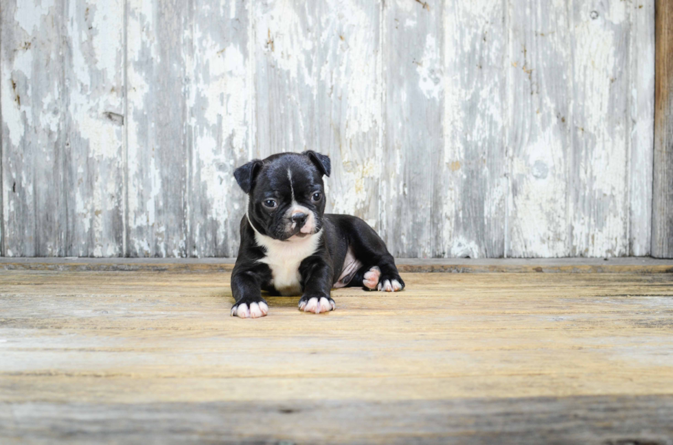 Popular Boston Terrier Purebred Pup