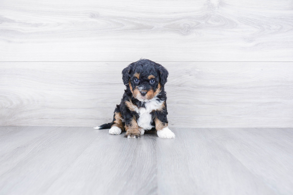 Mini Bernedoodle Pup Being Cute