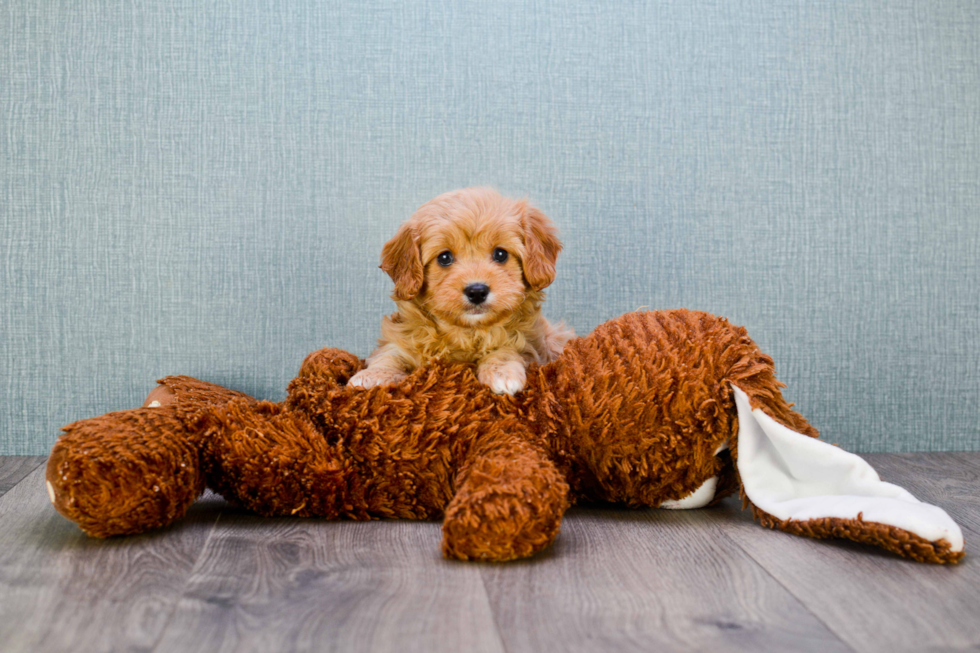 Cavapoo Pup Being Cute