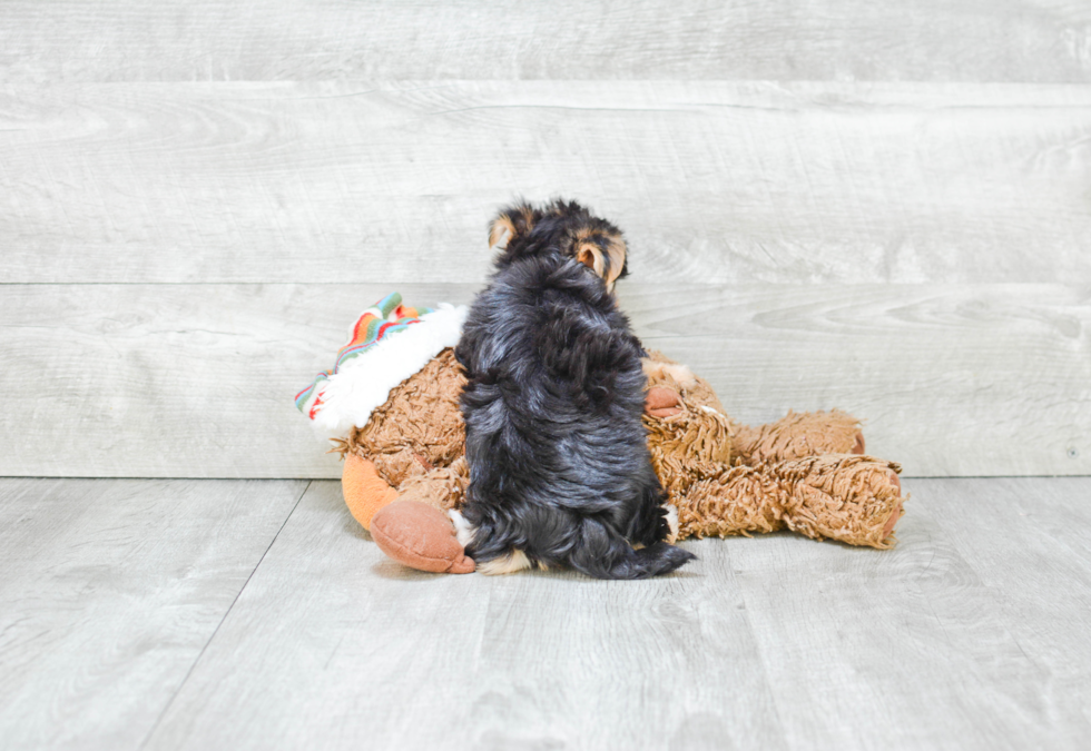 Petite Morkie Designer Pup