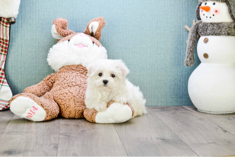 Maltese Puppy for Adoption