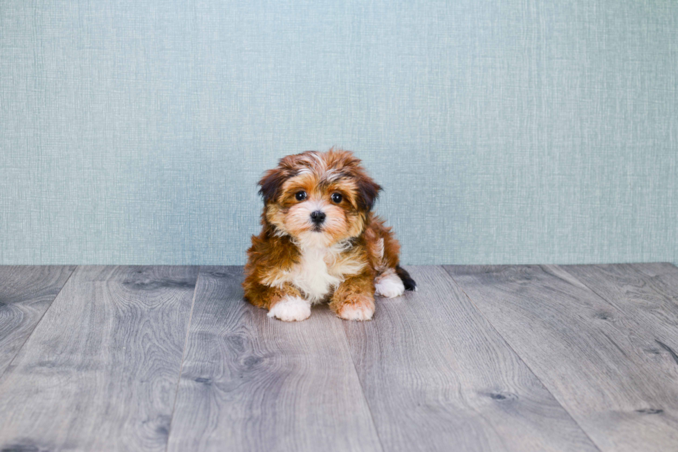 Playful Yorkie Designer Puppy