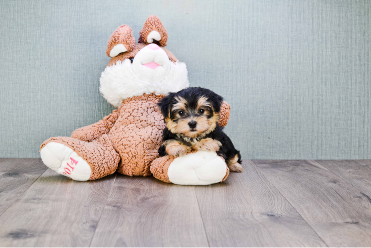 Friendly Morkie Baby