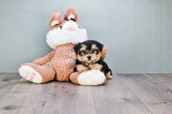 Friendly Morkie Baby