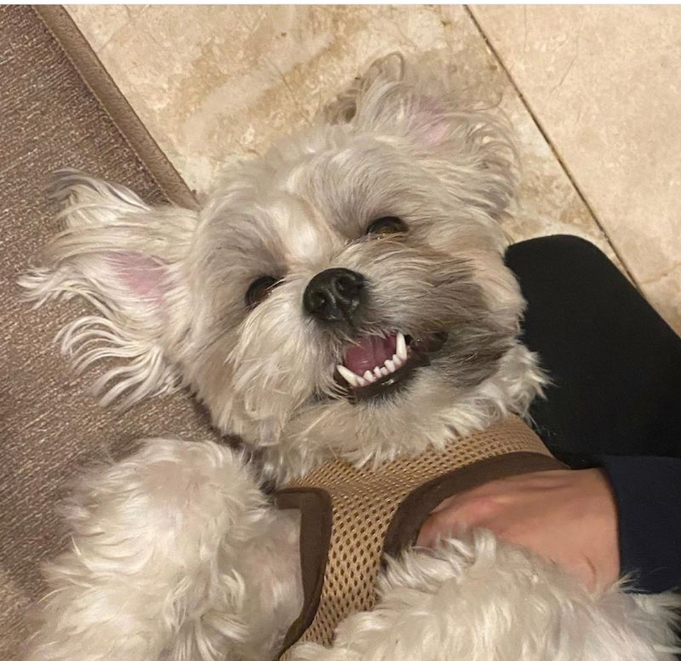 Cute Teddy Bear Designer Pup