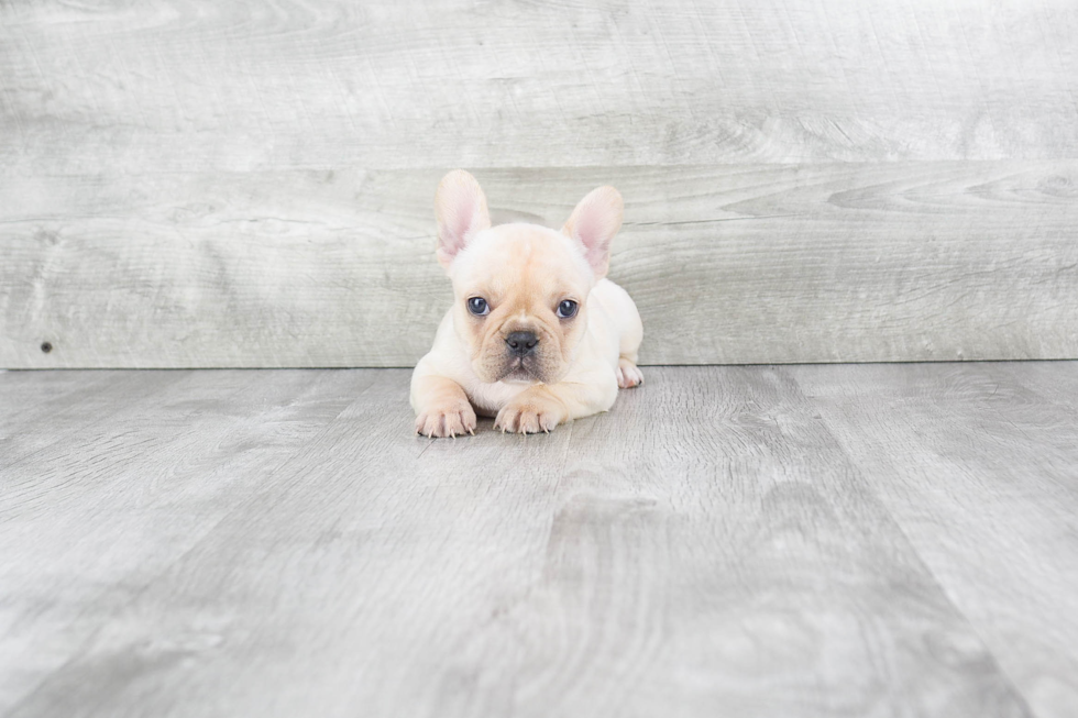 Best French Bulldog Baby