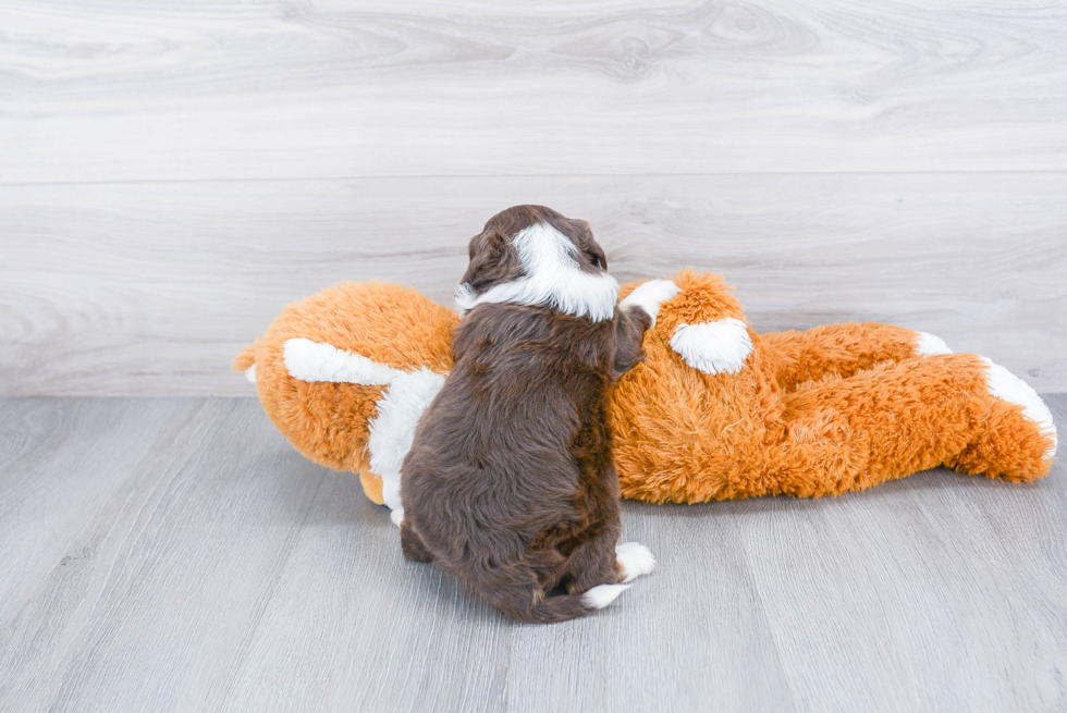 Fluffy Mini Bernedoodle Poodle Mix Pup