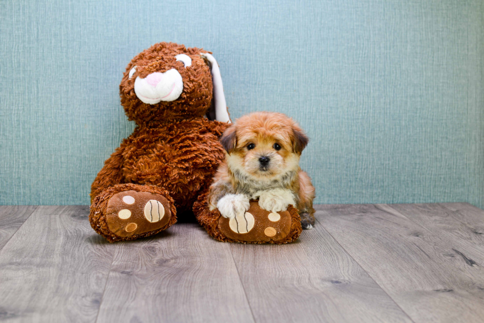 Morkie Puppy for Adoption