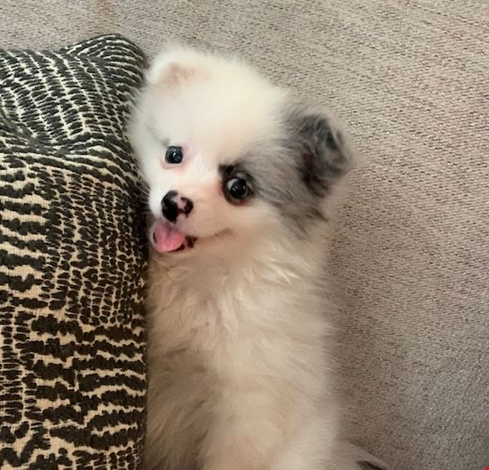Adorable Pomeranian Purebred Pup