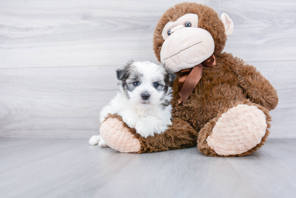 Little Yorkie Designer Puppy