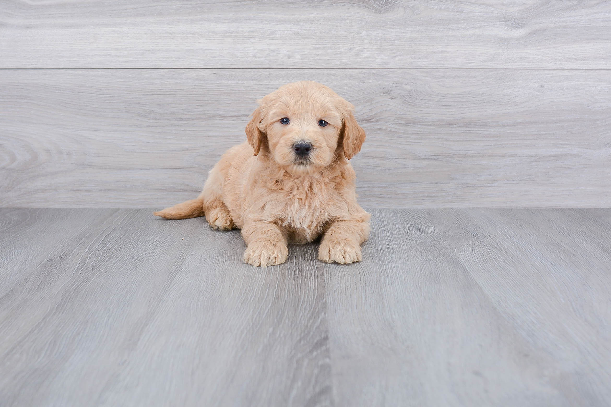 Little Golden Retriever Poodle Mix Puppy
