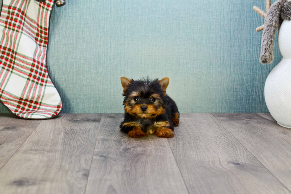 Meet Victoria - our Yorkshire Terrier Puppy Photo 