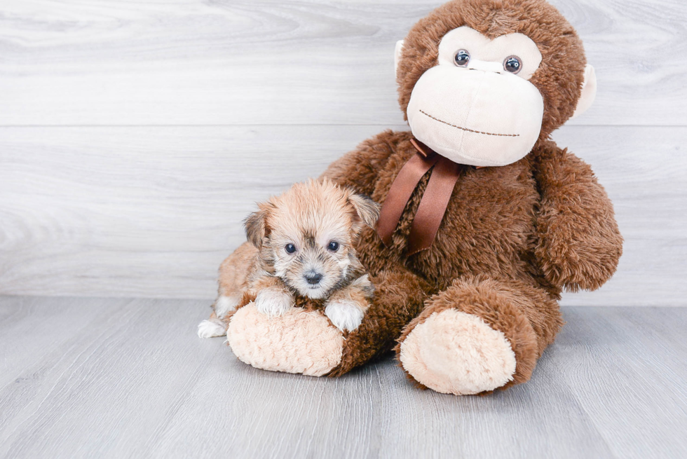 Petite Morkie Designer Pup