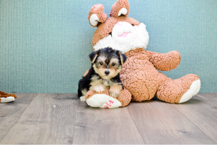 Hypoallergenic Yorkie Designer Puppy