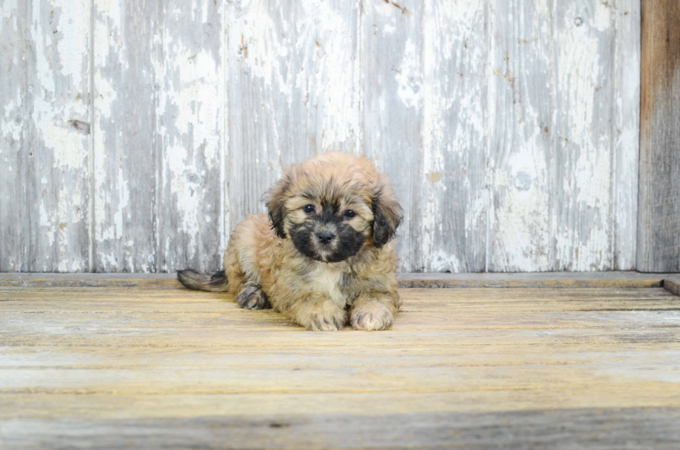 Small Teddy Bear Baby