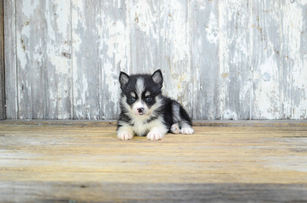 Cute Pomsky Baby