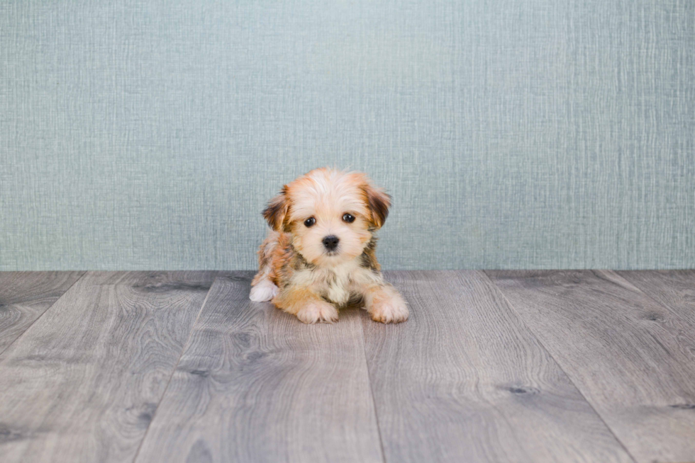 Fluffy Morkie Designer Pup