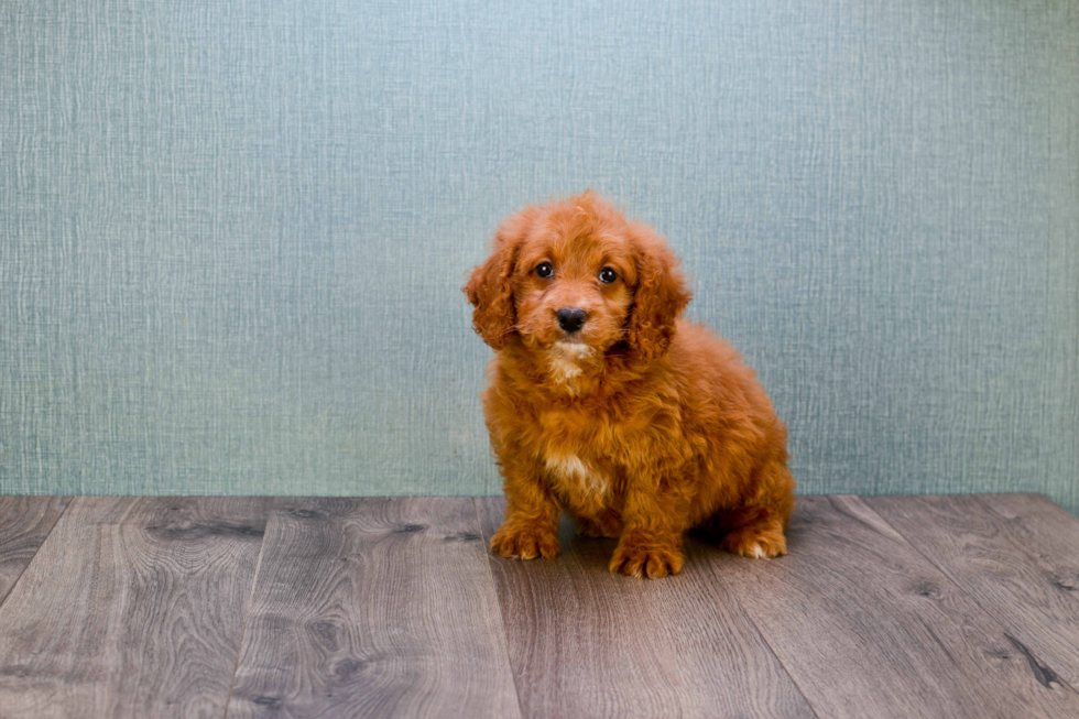 Petite Mini Goldendoodle Poodle Mix Pup