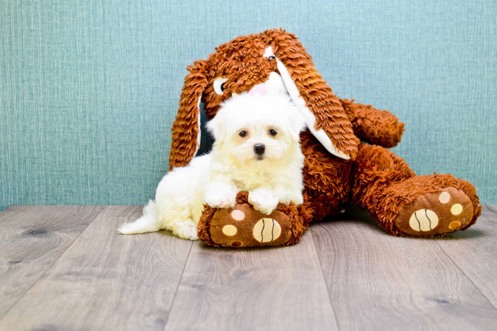 Cute Maltese Purebred Puppy
